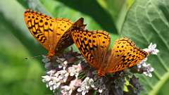 1: Great Spangled Fritillary 0C3_0303