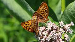 2: Great Spangled Fritillary 0C3_0490