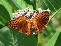 3: Great Spangled Fritillary 0C3_0669