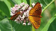 4: Great Spangled Fritillary 0C3_0699