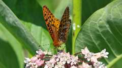 5: Great Spangled Fritillary 0C3_0950