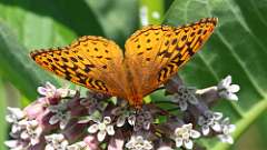 6: Great Spangled Fritillary 0C3_1030