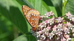 7: Great Spangled Fritillary 0C3_1161