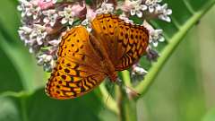 8: Great Spangled Fritillary 0C3_1206