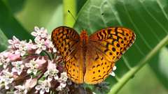 9: Great Spangled Fritillary 0C3_1287