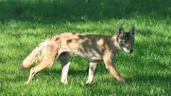 3: coyote 0C3_0187