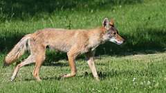 4: coyote 0C3_0203