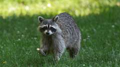 5: raccoon 0C3_0010