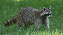 7: raccoon 0C3_0069