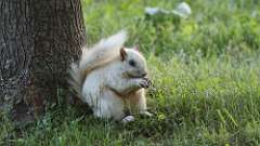 10: white squirrel  0C3_0580