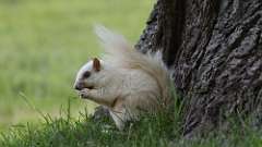 11: white squirrel 0C3_0610