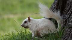 12: white squirrel 0C3_0649