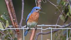 1: Eastern Bluebird 0C3_0085