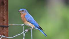 2: Eastern Bluebird 0C3_0229