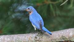 3: Eastern Bluebird 0C3_0323