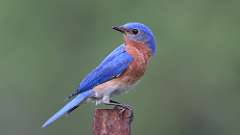 4: Eastern Bluebird 0C3_0454