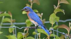 5: Eastern Bluebird 0C3_0496