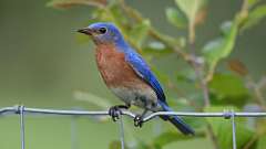 6: Eastern Bluebird 0C3_0523