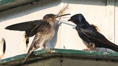 2: purple martin with dragonfly 0C3_1622