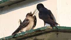 3: purple martin with dragonfly 0C3_1695