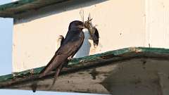 7: purple martin with dragonfly 2 0C3_2024