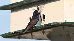 8: purple martin with dragonfly 2 0C3_2031