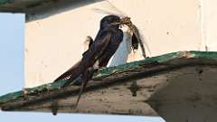 9: purple martin with dragonfly 2 0C3_2143