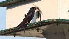 11: purple martin with dragonfly 2 0C3_2285