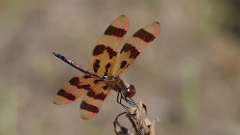 1: Halloween pennant 0C3_0478