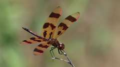 2: Halloween pennant 0C3_0608