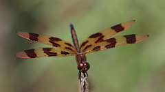 7: Halloween pennant 0C3_0655