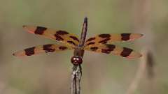 3: Halloween pennant 0C3_0679