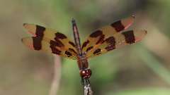 4: Halloween pennant 0C3_1012