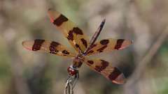 5: Halloween pennant 0C3_1060