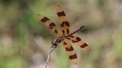 8: Halloween pennant 0C3_1102