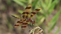 6: Halloween pennant 0C3_1162