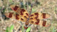 9: Halloween pennant P7130227