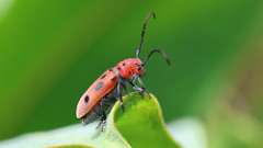 1: Red Milkweed Beetle 6M2_0192