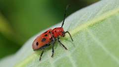 2: Red Milkweed Beetle 6M2_0258