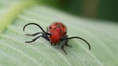 3: Red Milkweed Beetle 6M2_0287