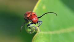 4: Red Milkweed Beetle 6M2_0363