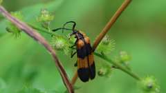 5: Reticulated net-winged beetle 6M2_0034