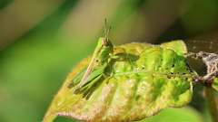 1: grasshopper 6M2_0064