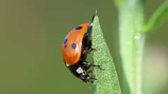 3: ladybug 6M2_0112