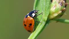 4: ladybug 6M2_0118