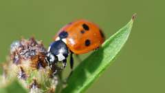 5: ladybug 6M2_0130