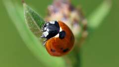 6: ladybug6M2_0151