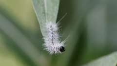 7: Hickory Tussock Moth caterpillar 0C3_0379