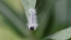 8: Hickory Tussock Moth caterpillar 0C3_0382