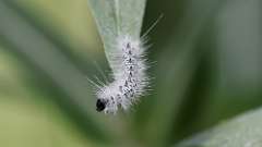 9: Hickory Tussock Moth caterpillar 0C3_0385